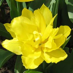 tulipe double hative -monte carlo